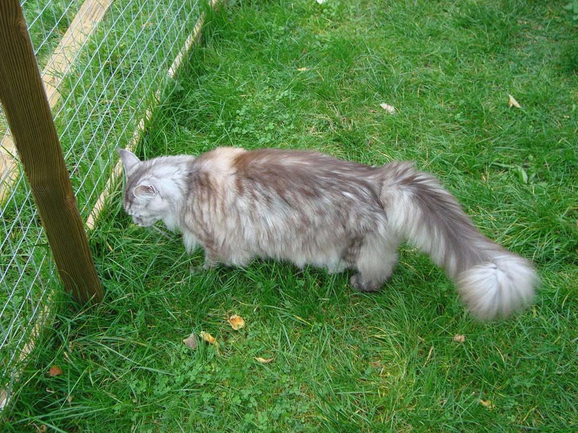 Maine Coon (Thor) Amistia Glowing Silver billede 19