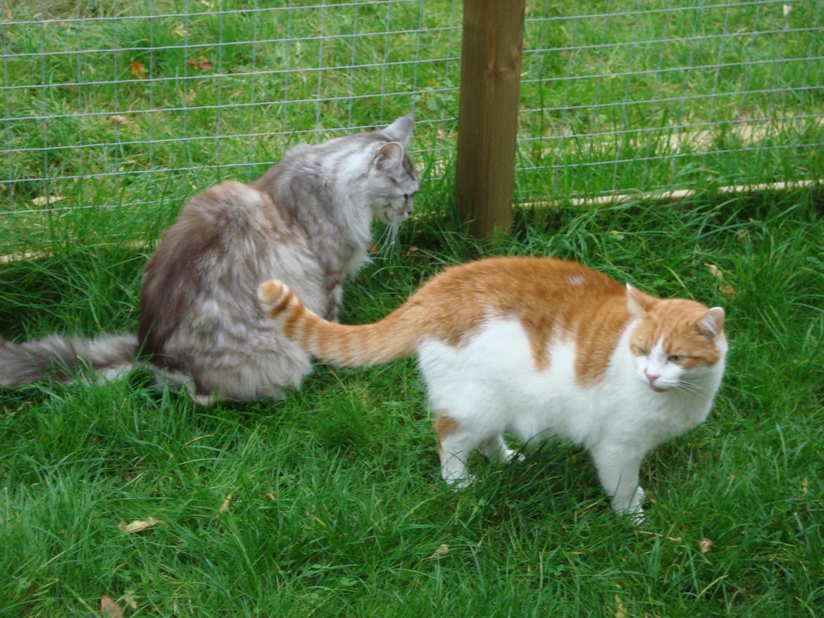 Maine Coon (Thor) Amistia Glowing Silver billede 17