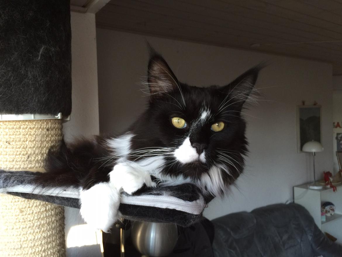 Maine Coon Amistia Romeo The Great billede 1