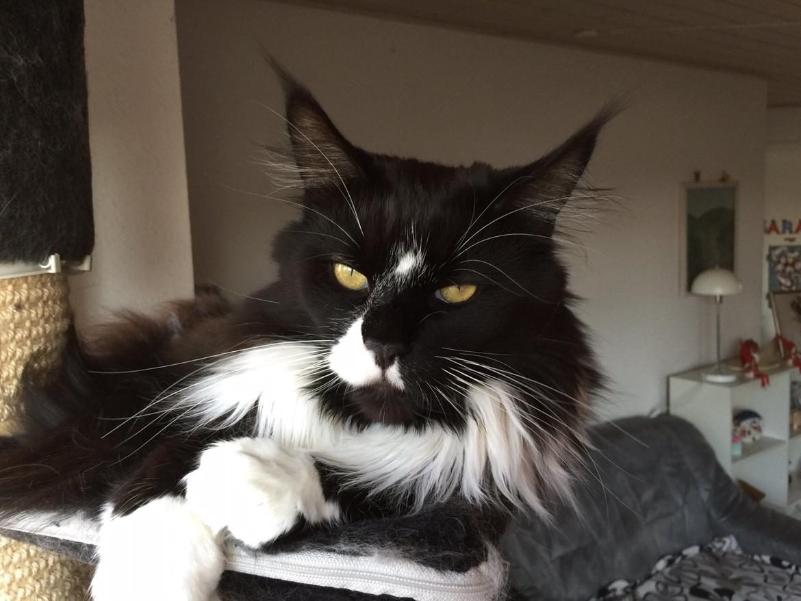 Maine Coon Amistia Romeo The Great billede 2