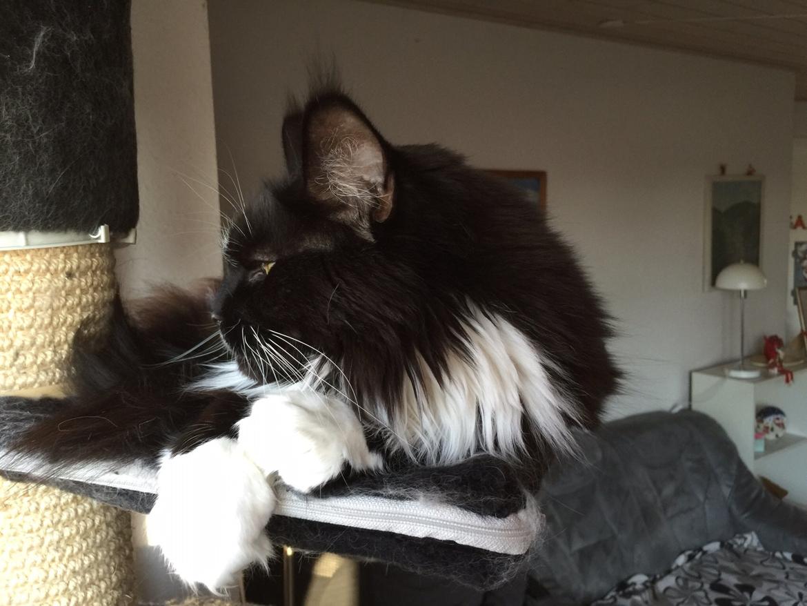 Maine Coon Amistia Romeo The Great billede 3