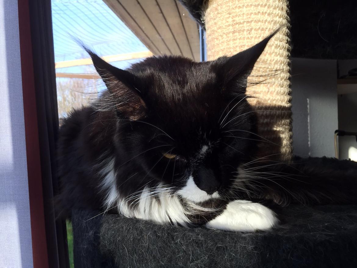 Maine Coon Amistia Romeo The Great billede 4