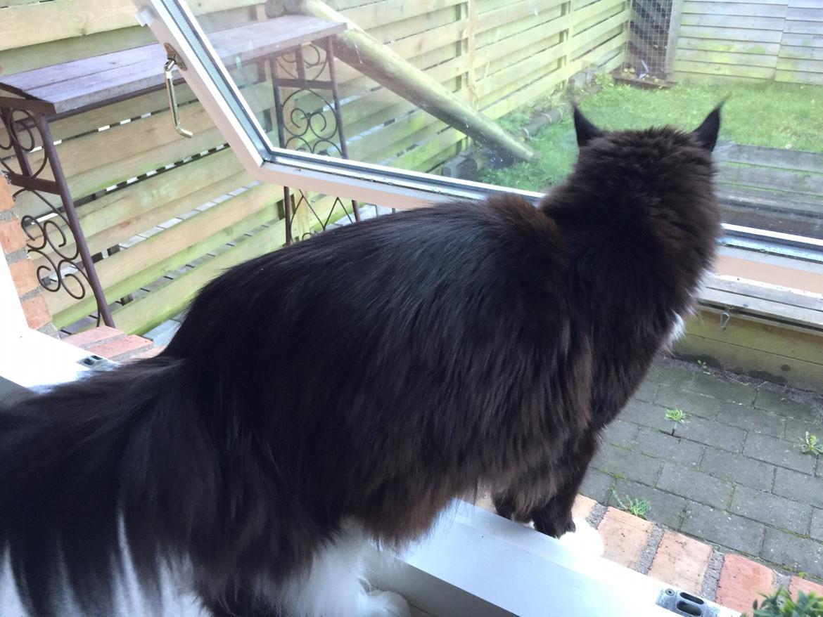 Maine Coon Amistia Romeo The Great billede 5