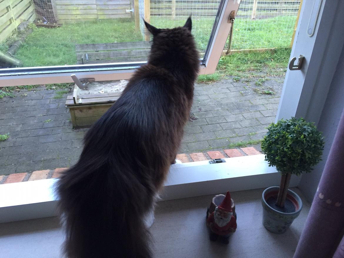 Maine Coon Amistia Romeo The Great billede 6