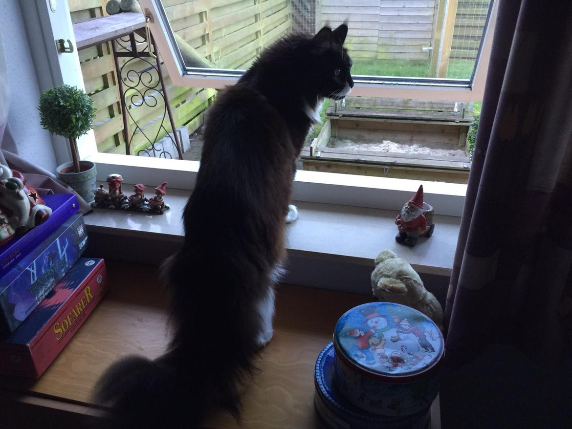 Maine Coon Amistia Romeo The Great billede 7