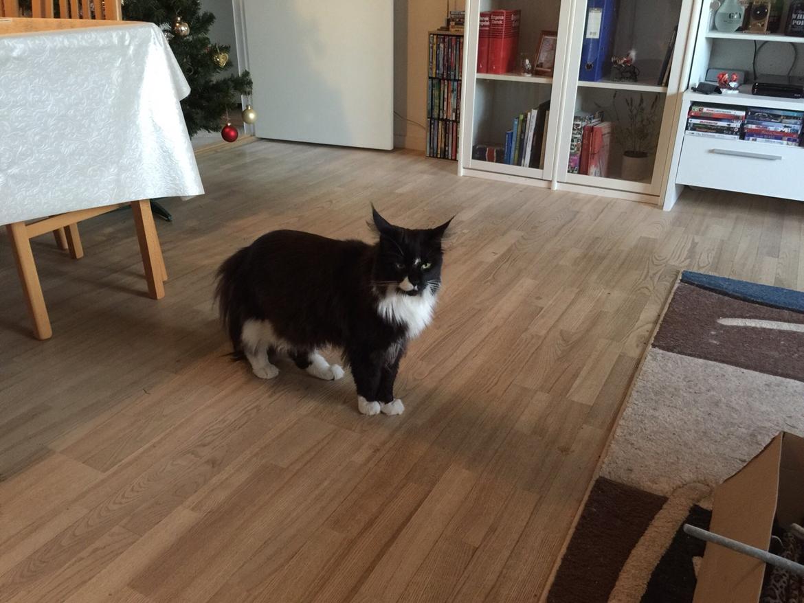 Maine Coon Amistia Romeo The Great billede 8