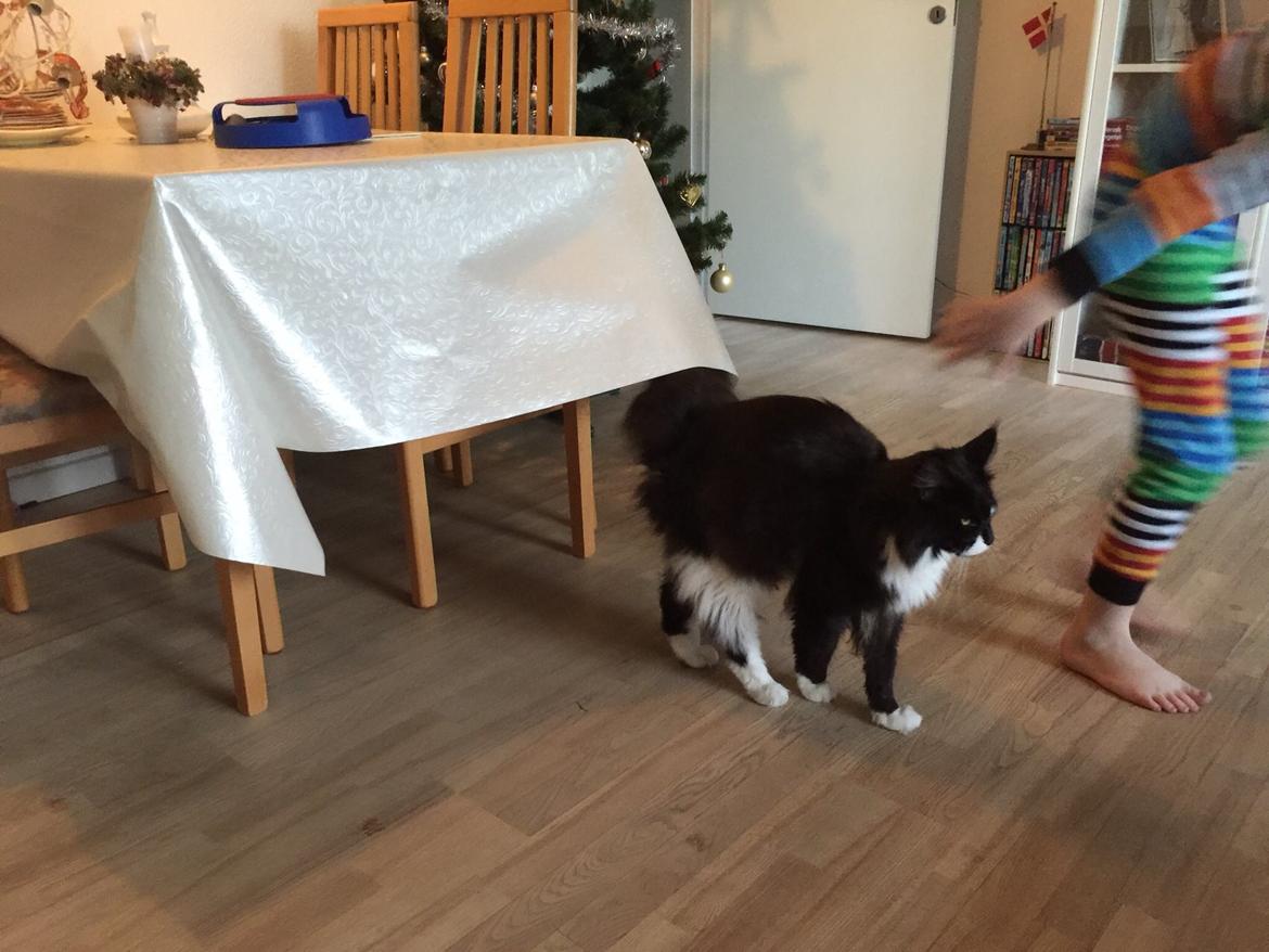 Maine Coon Amistia Romeo The Great billede 9