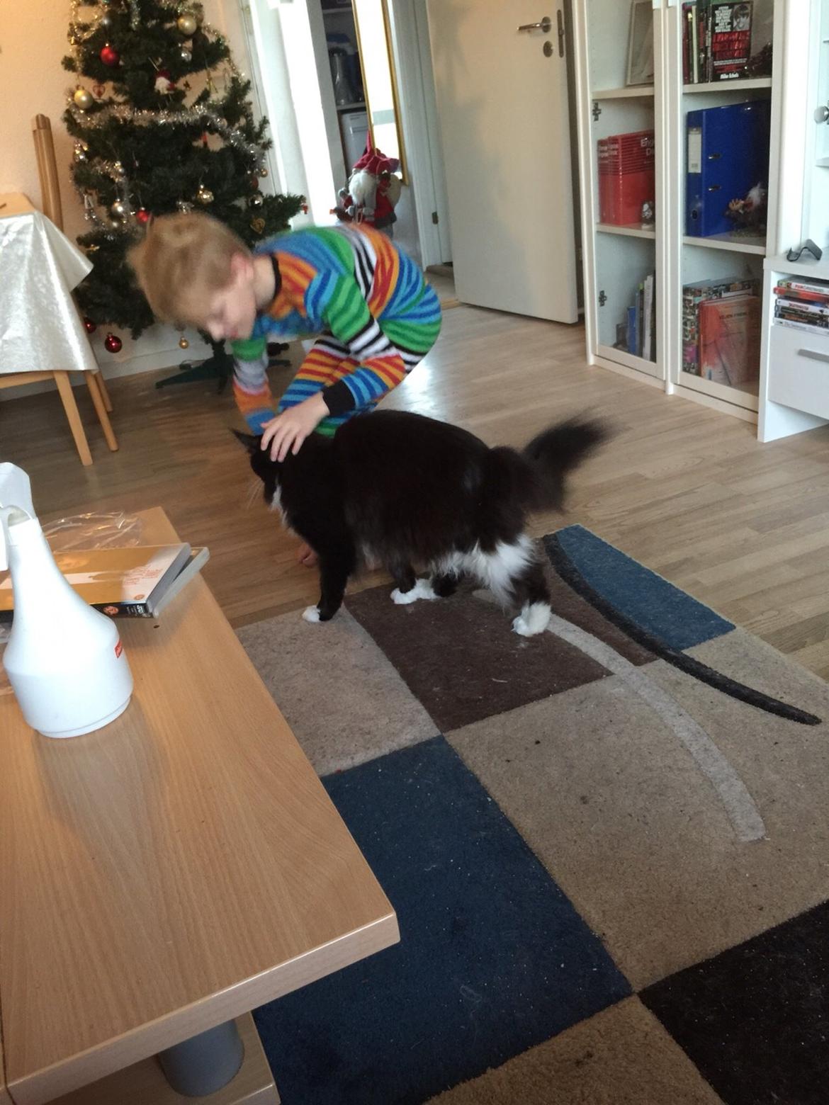 Maine Coon Amistia Romeo The Great billede 10