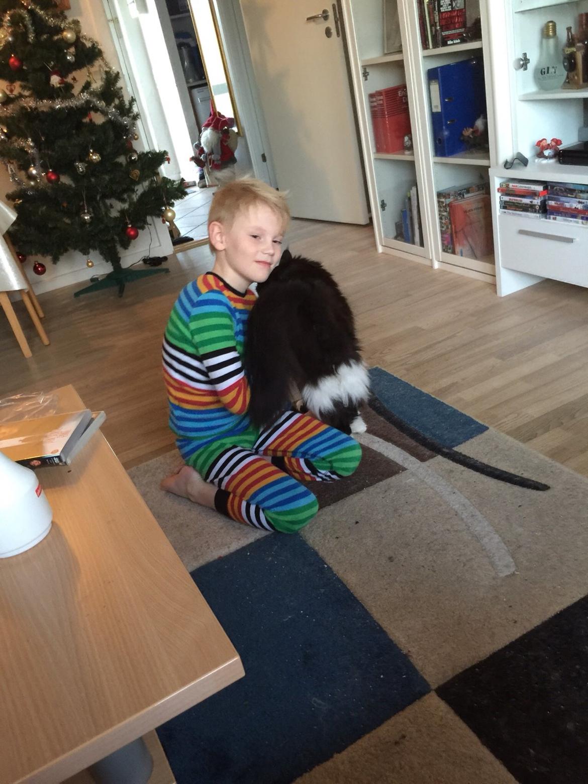 Maine Coon Amistia Romeo The Great billede 11