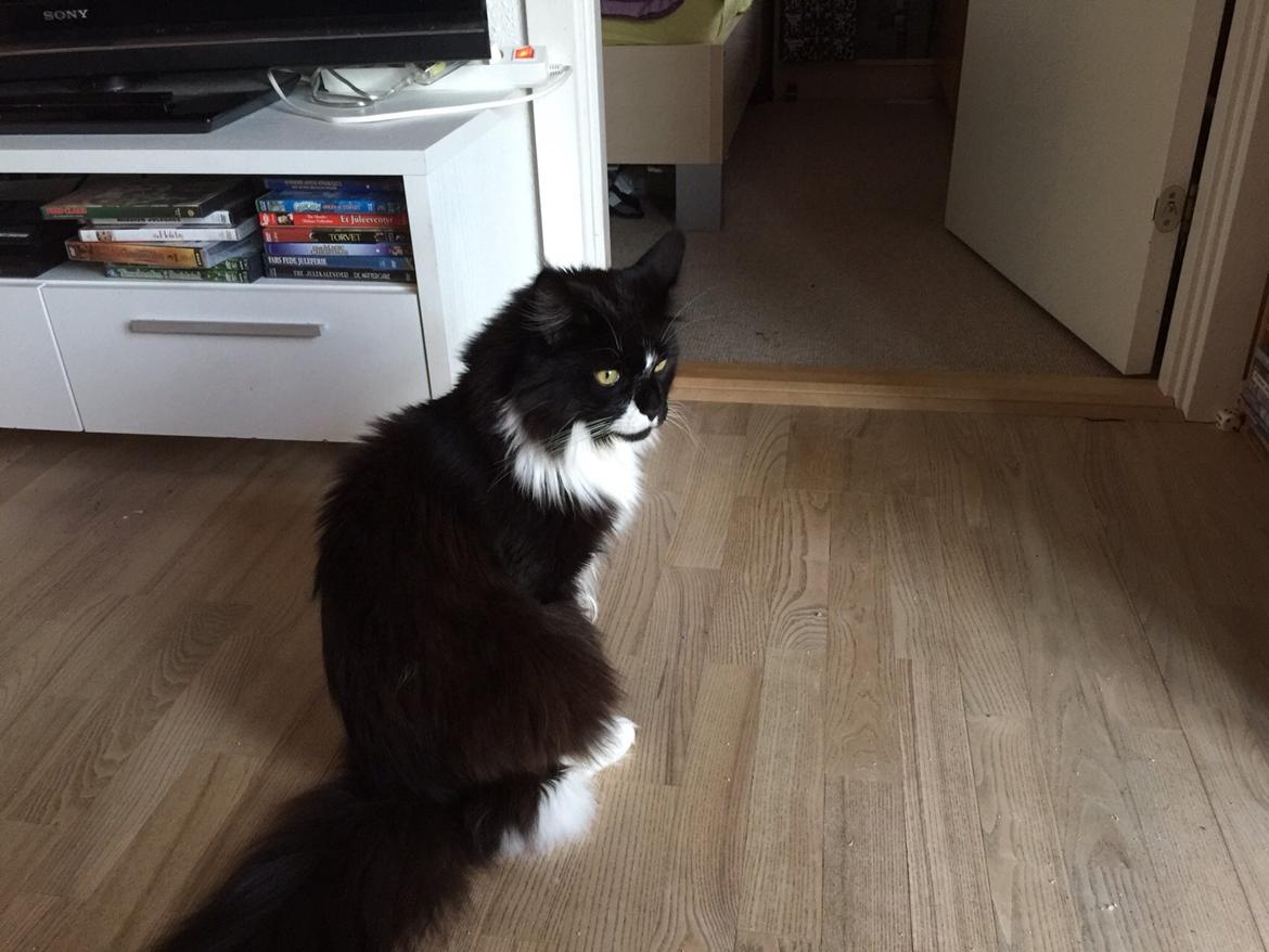 Maine Coon Amistia Romeo The Great billede 12