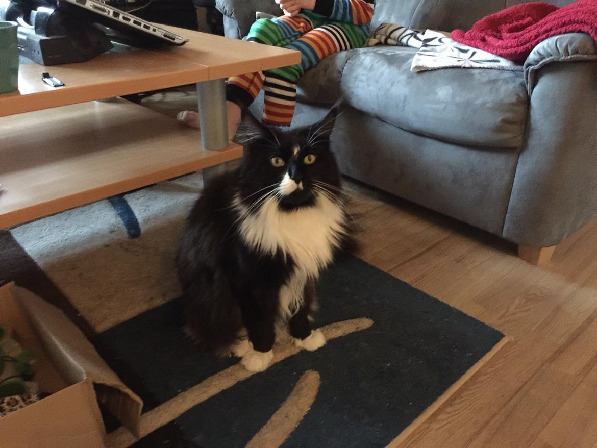 Maine Coon Amistia Romeo The Great billede 13