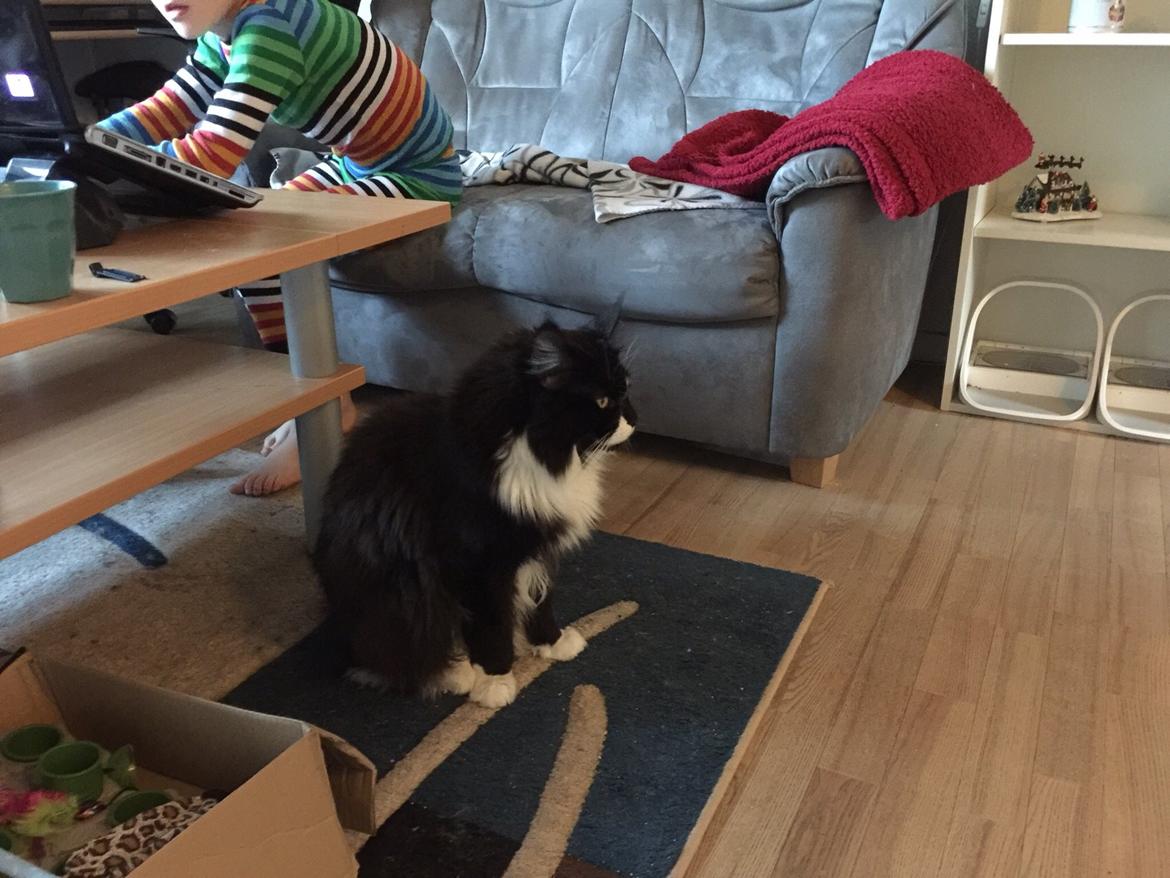 Maine Coon Amistia Romeo The Great billede 14