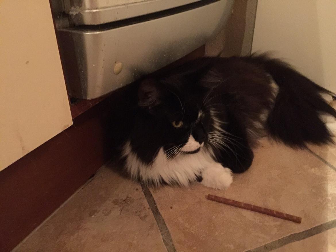 Maine Coon Amistia Romeo The Great billede 15