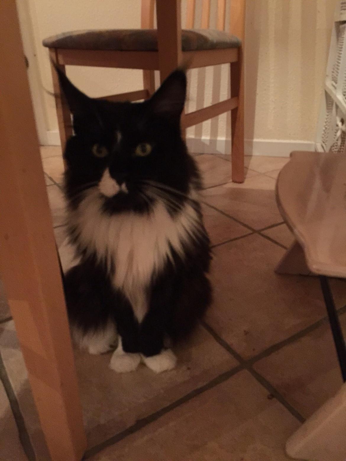 Maine Coon Amistia Romeo The Great billede 16