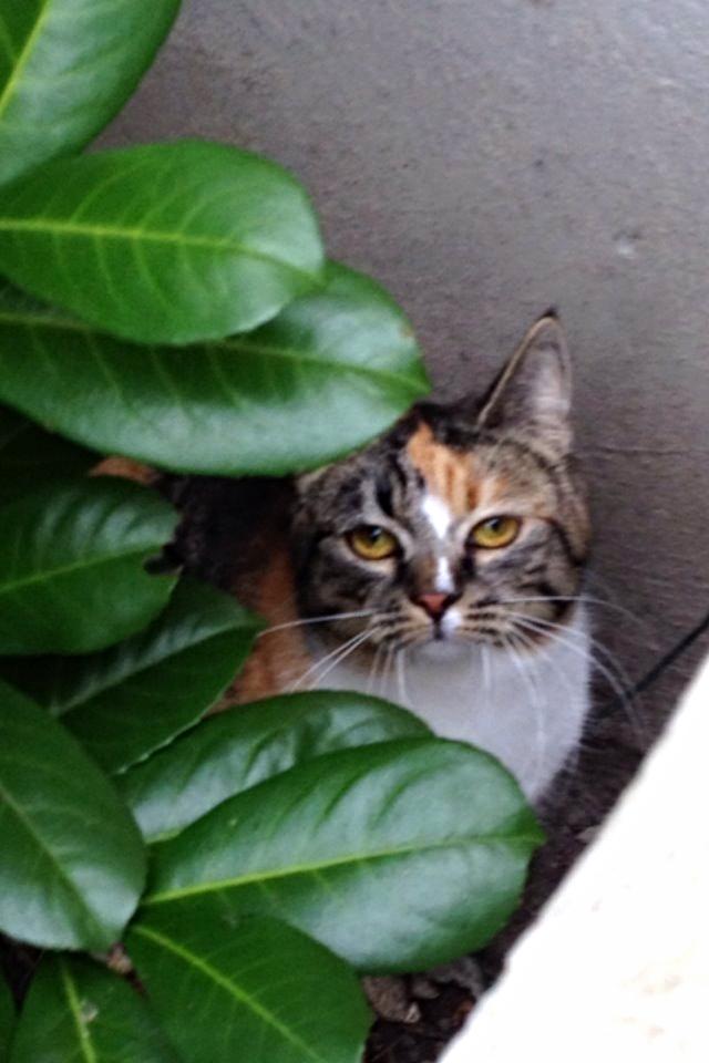Huskat Lady (også kaldet Dellemis c;) - Gemmeleg <3 billede 3