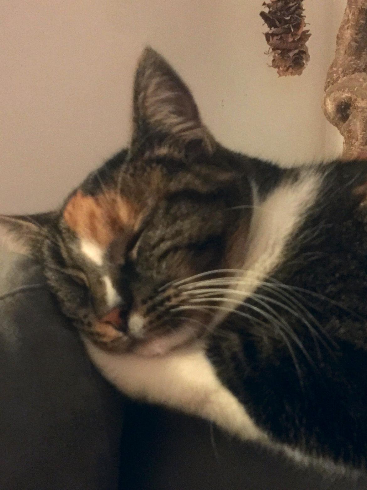 Huskat Lady (også kaldet Dellemis c;) - Sover sødt :-) billede 6