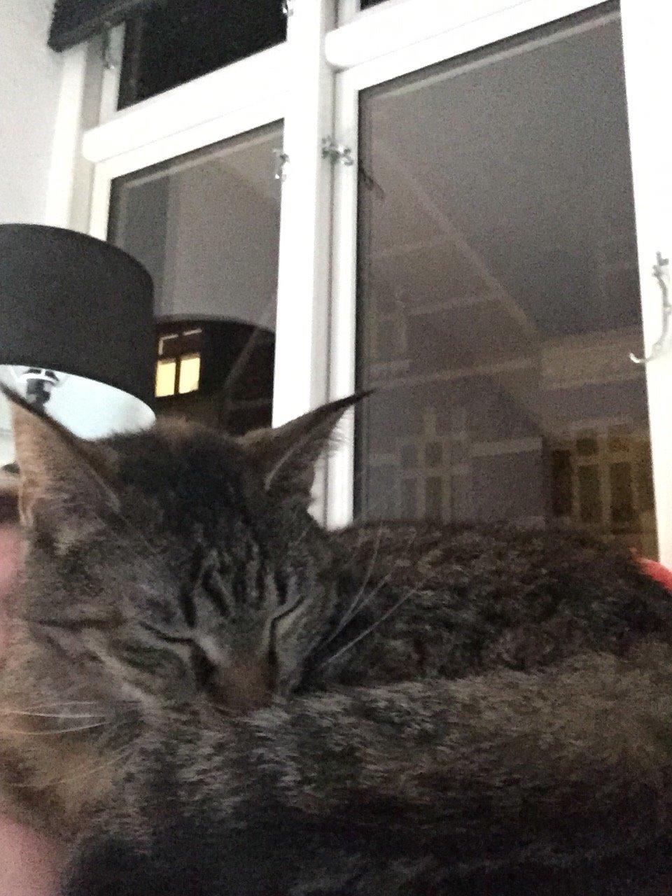 Blanding af racer Mille billede 2