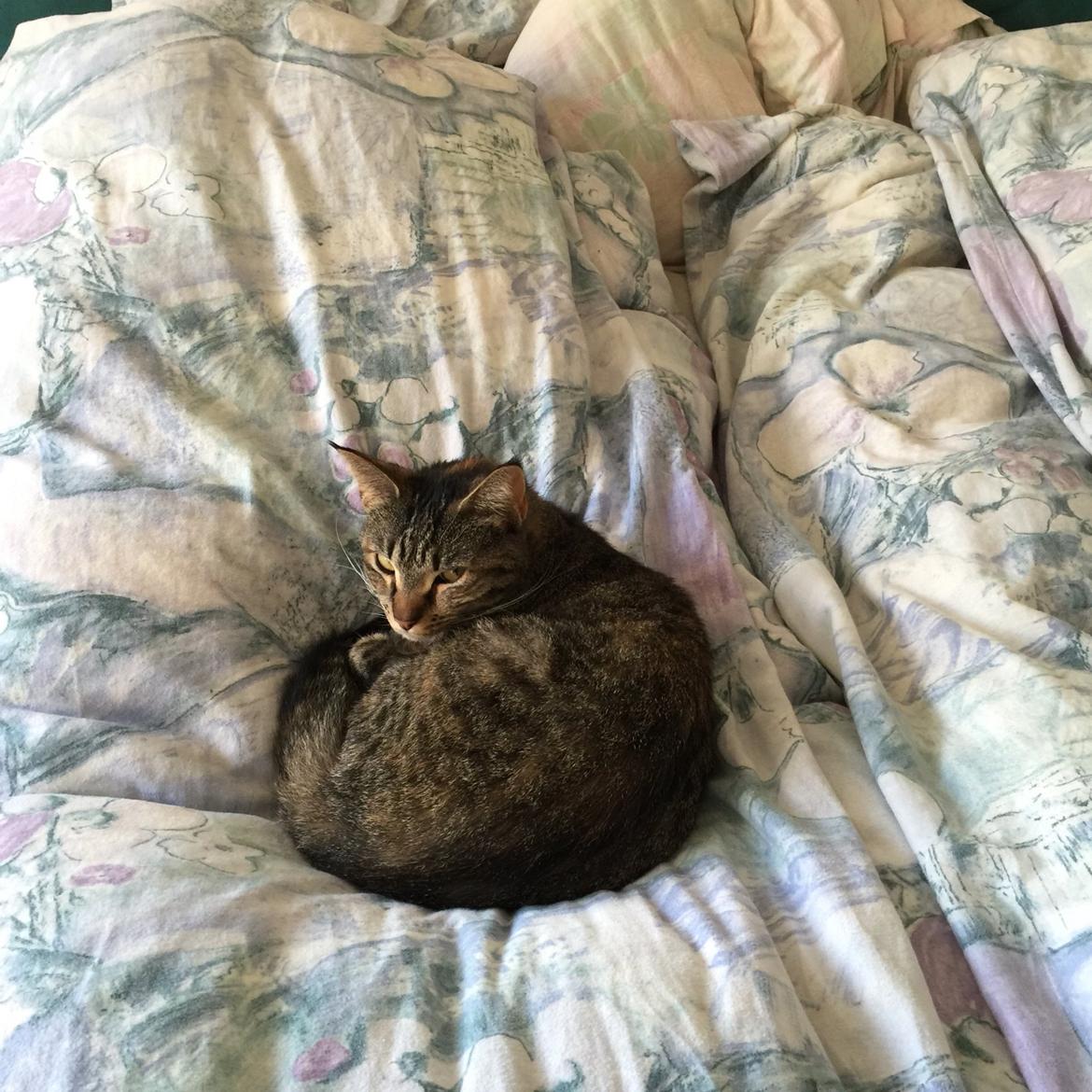 Blanding af racer Mille billede 1