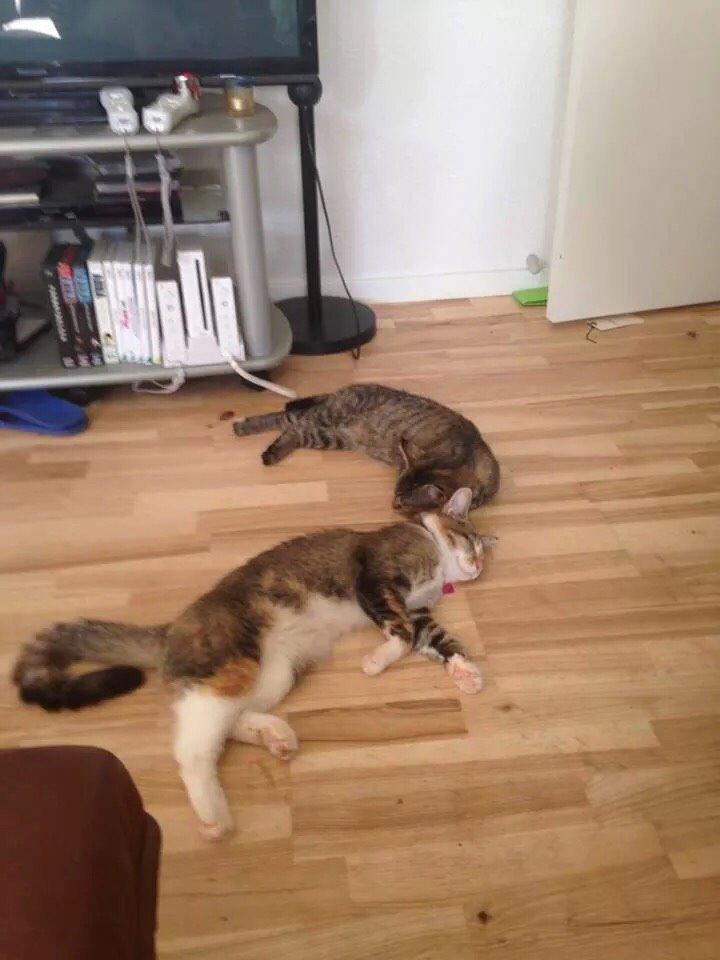 Blanding af racer Mille billede 4