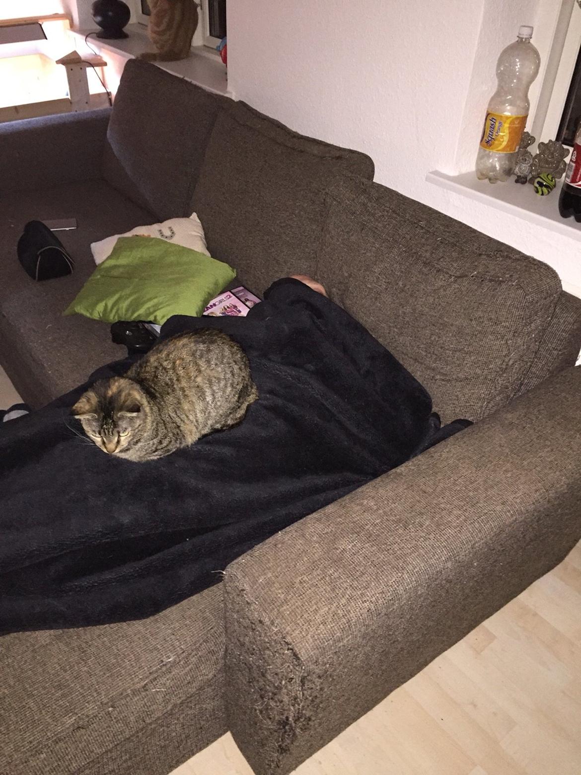 Blanding af racer Mille billede 3