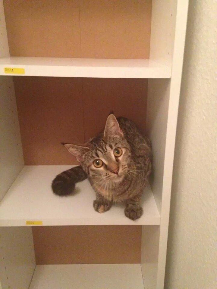 Blanding af racer Mille billede 5