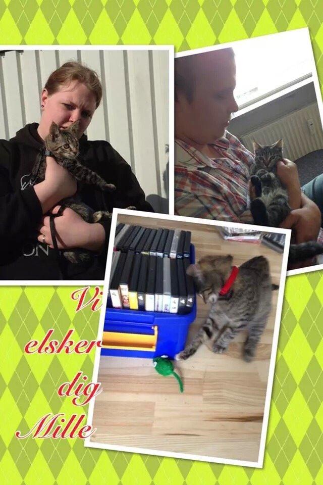 Blanding af racer Mille billede 6