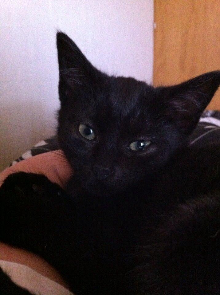 Huskat Fridjorf Nansen (Fritten) billede 1