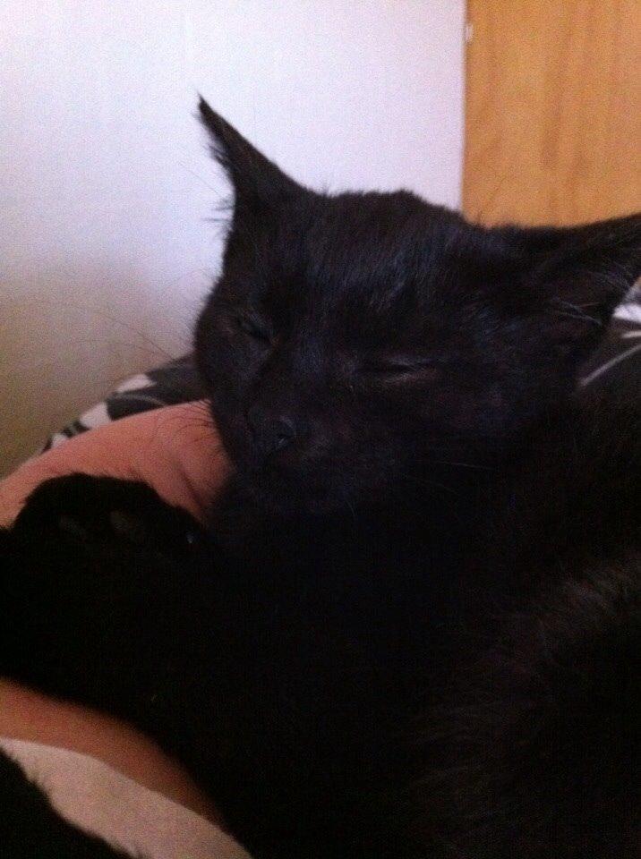 Huskat Fridjorf Nansen (Fritten) billede 3