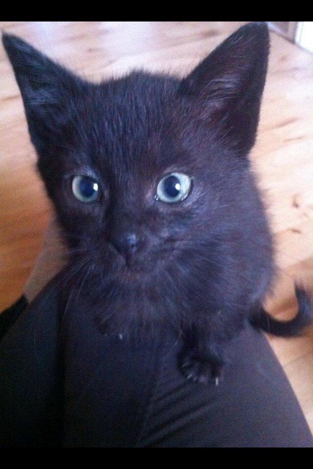 Huskat Fridjorf Nansen (Fritten) billede 4