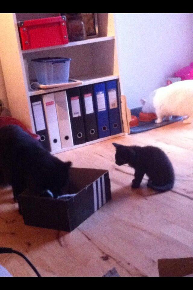 Huskat Fridjorf Nansen (Fritten) billede 6