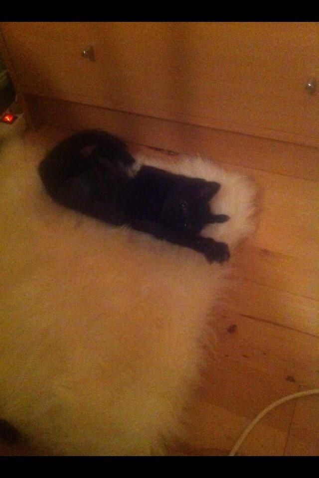 Huskat Fridjorf Nansen (Fritten) billede 7