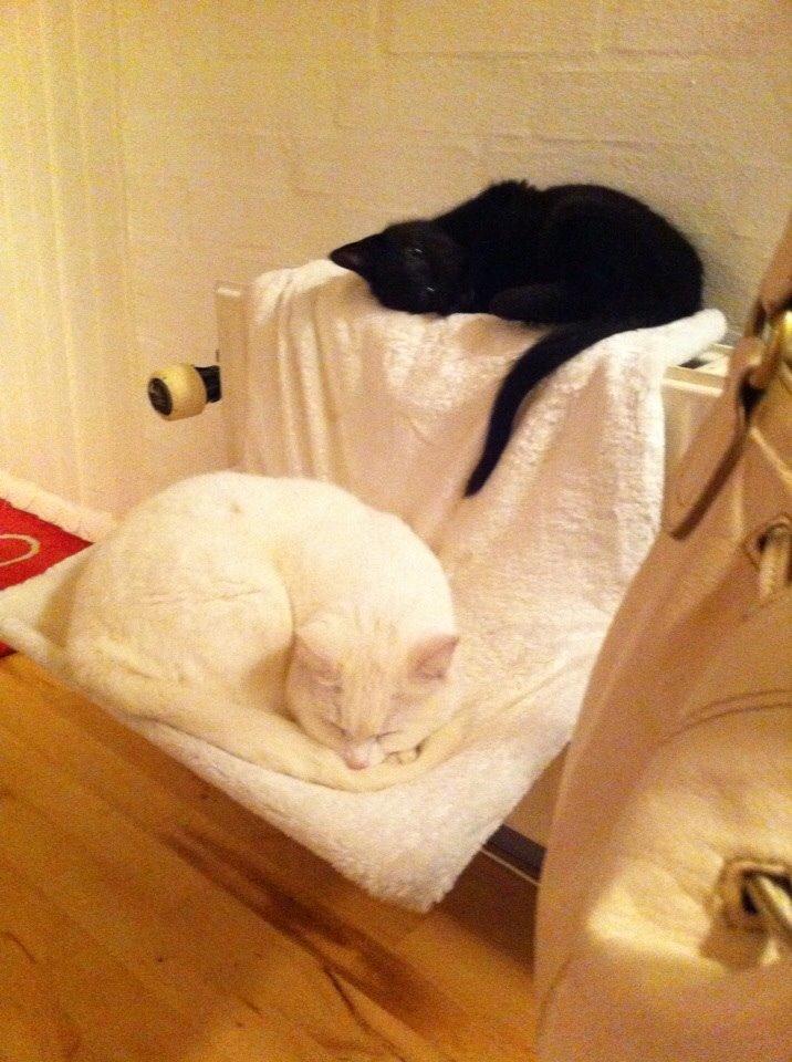 Huskat Fridjorf Nansen (Fritten) billede 8