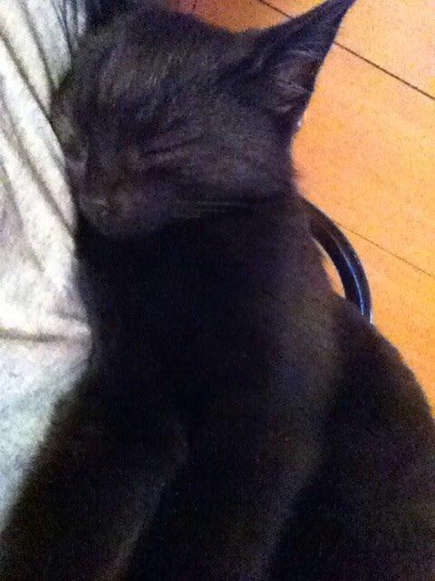 Huskat Fridjorf Nansen (Fritten) billede 9