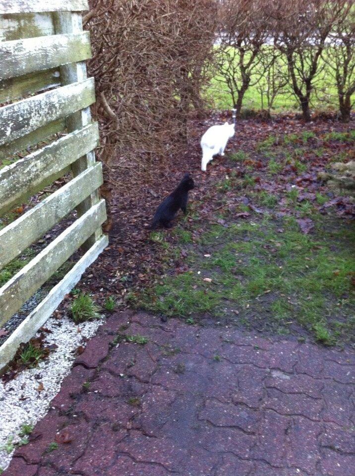 Huskat Fridjorf Nansen (Fritten) billede 10