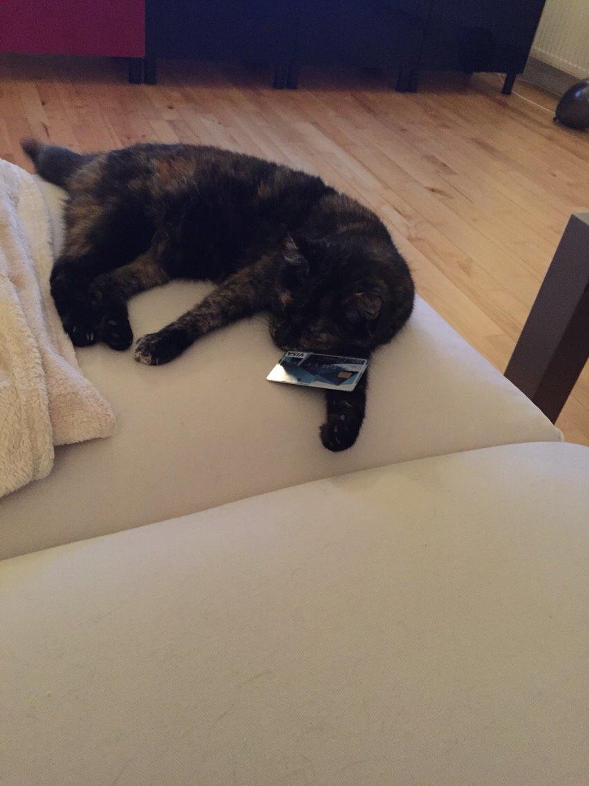 Blanding af racer Qba R.I.P billede 19