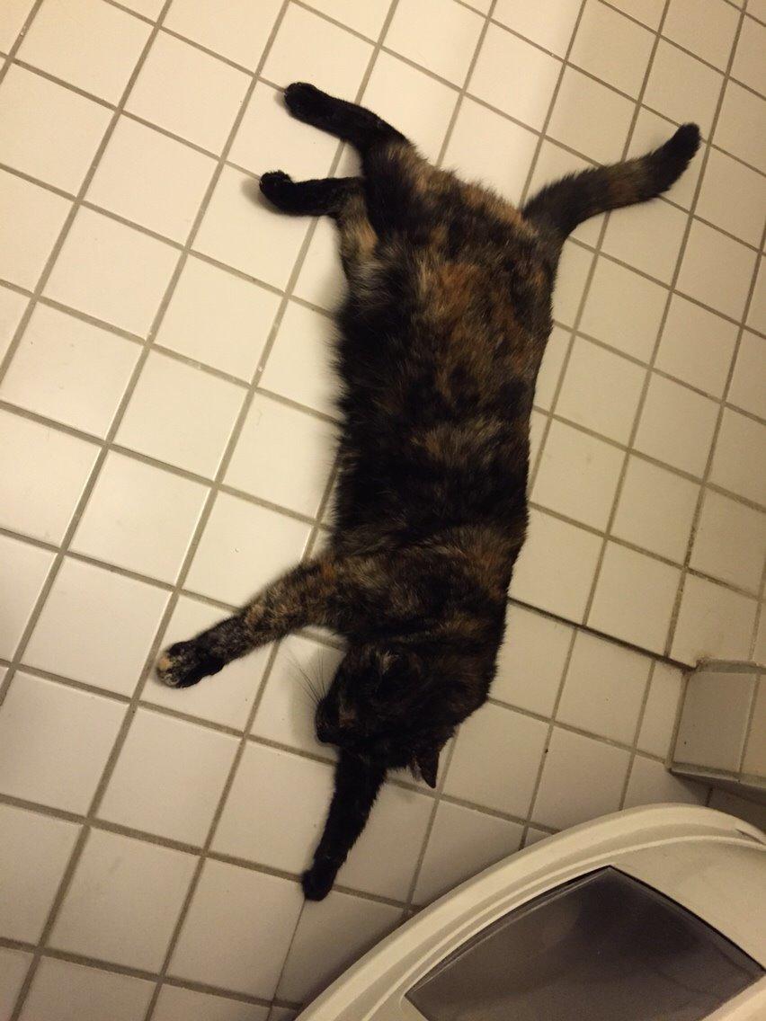 Blanding af racer Qba R.I.P billede 18