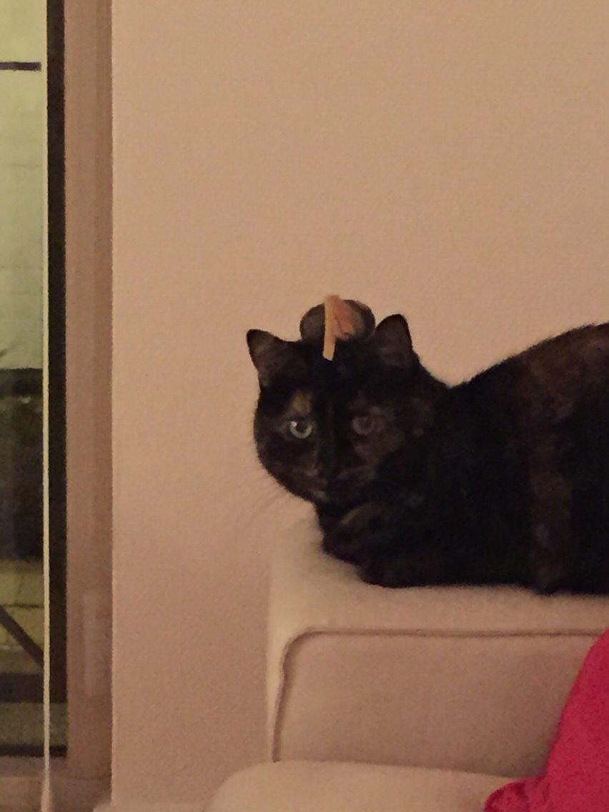 Blanding af racer Qba R.I.P billede 22