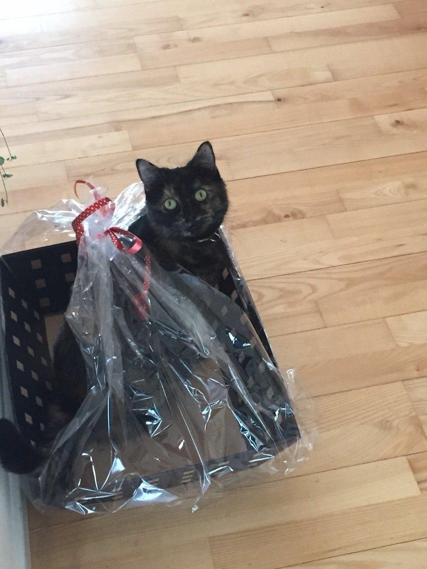 Blanding af racer Qba R.I.P billede 23