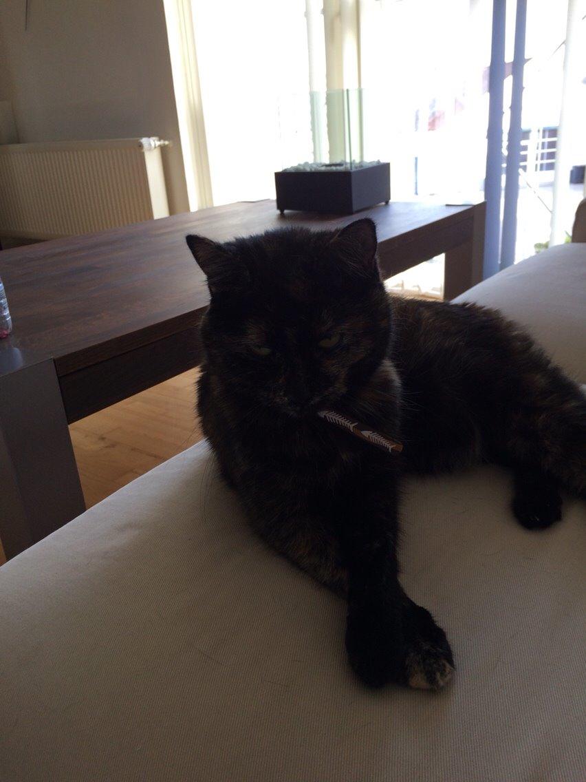 Blanding af racer Qba R.I.P billede 24