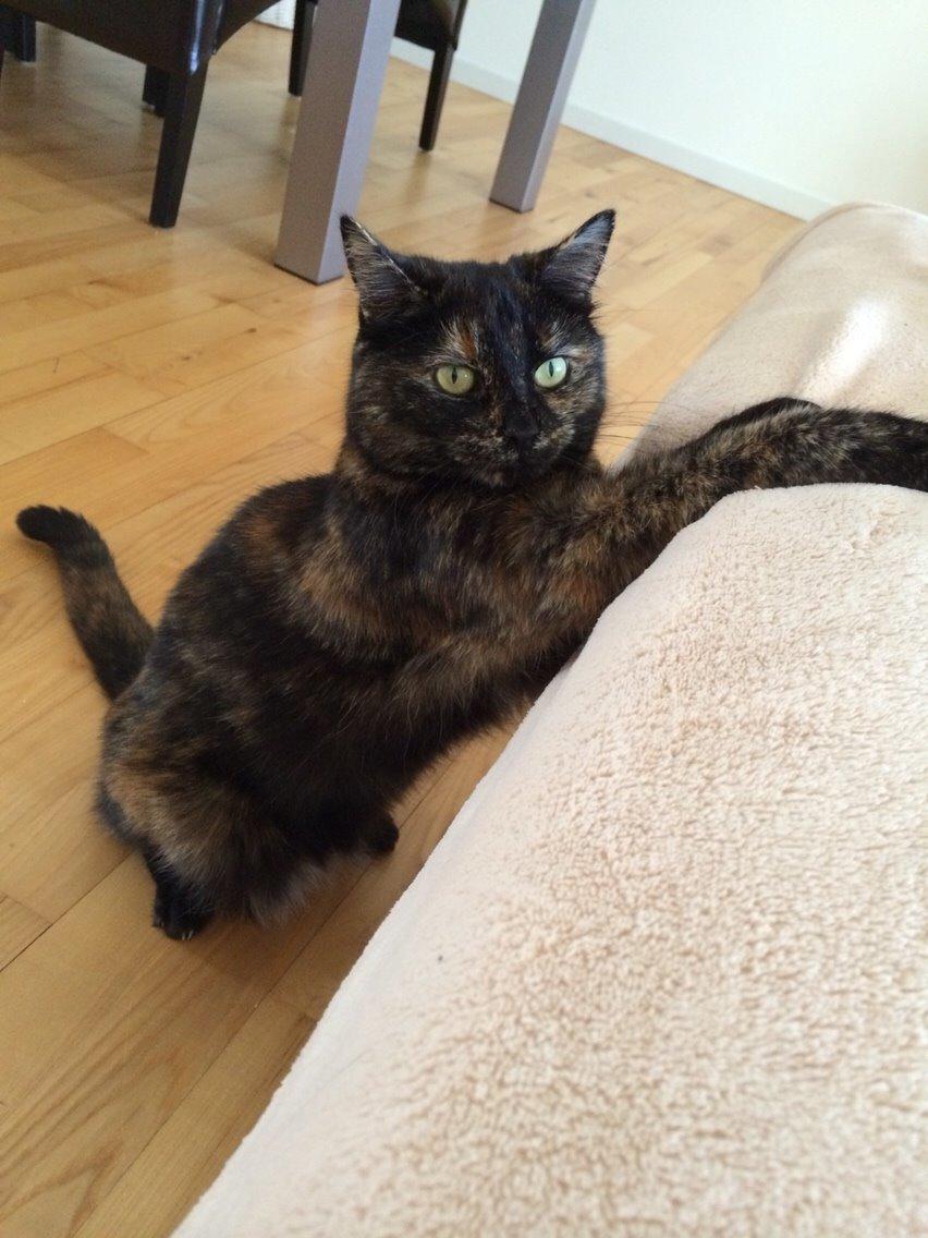 Blanding af racer Qba R.I.P billede 25