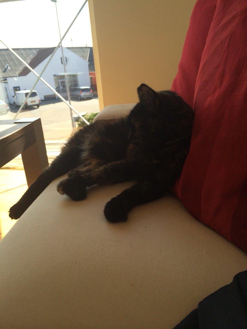 Blanding af racer Qba R.I.P billede 26