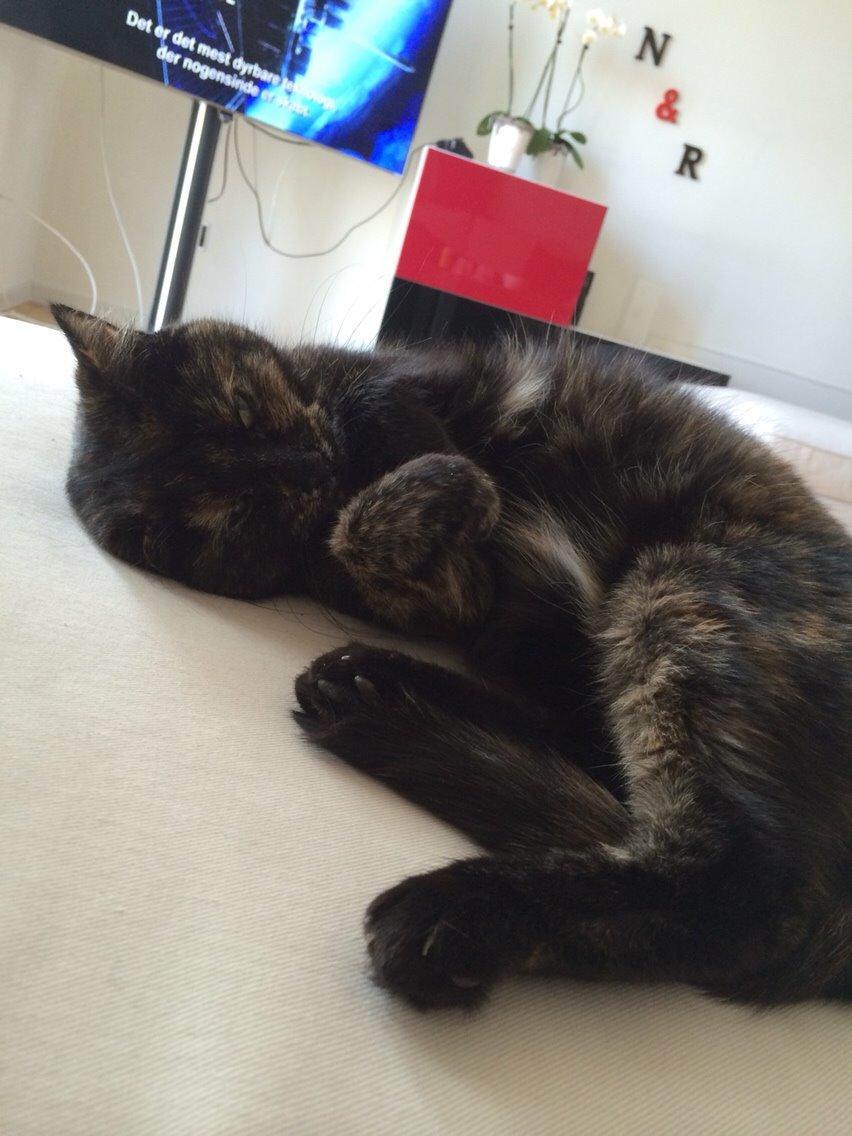 Blanding af racer Qba R.I.P billede 27