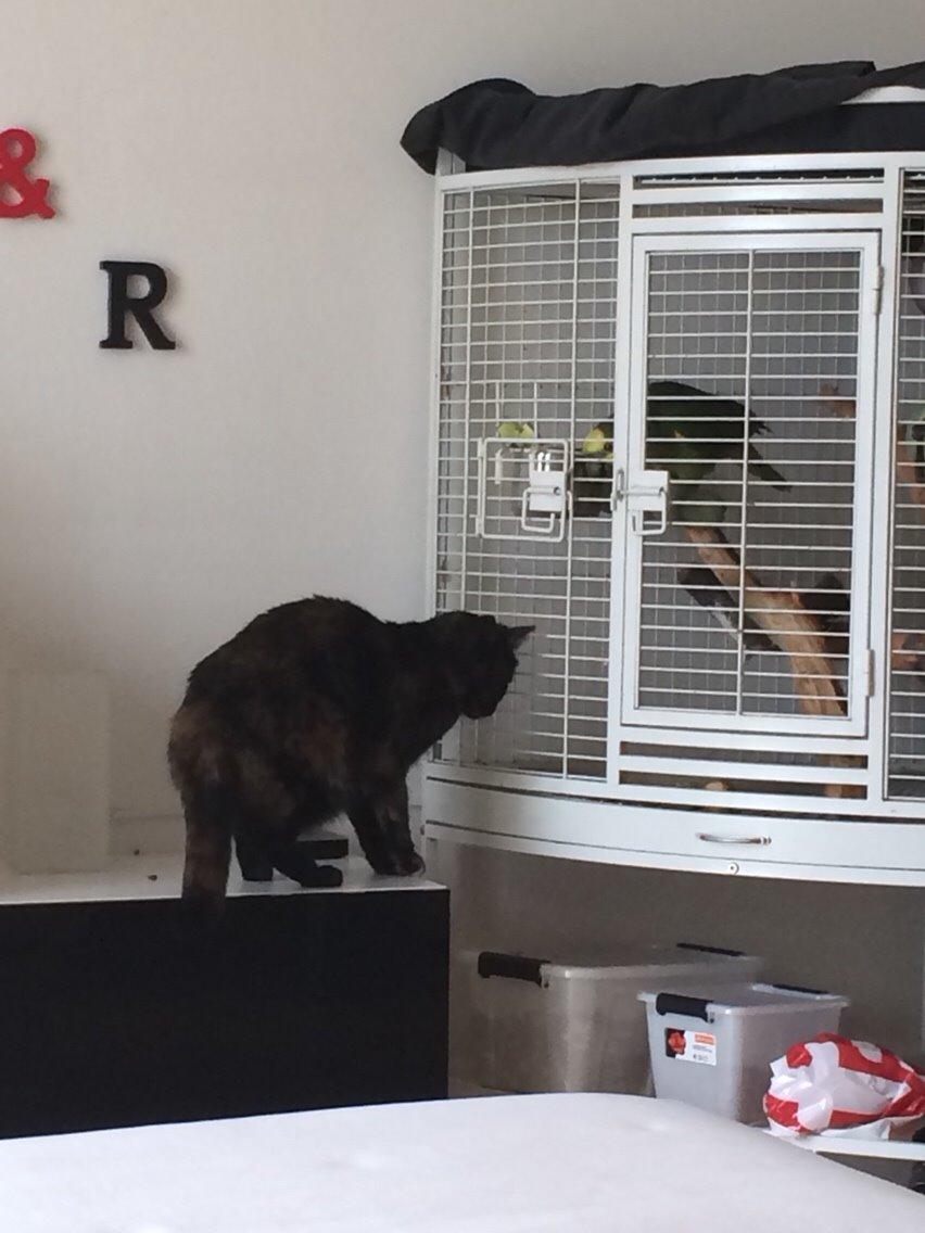 Blanding af racer Qba R.I.P billede 28