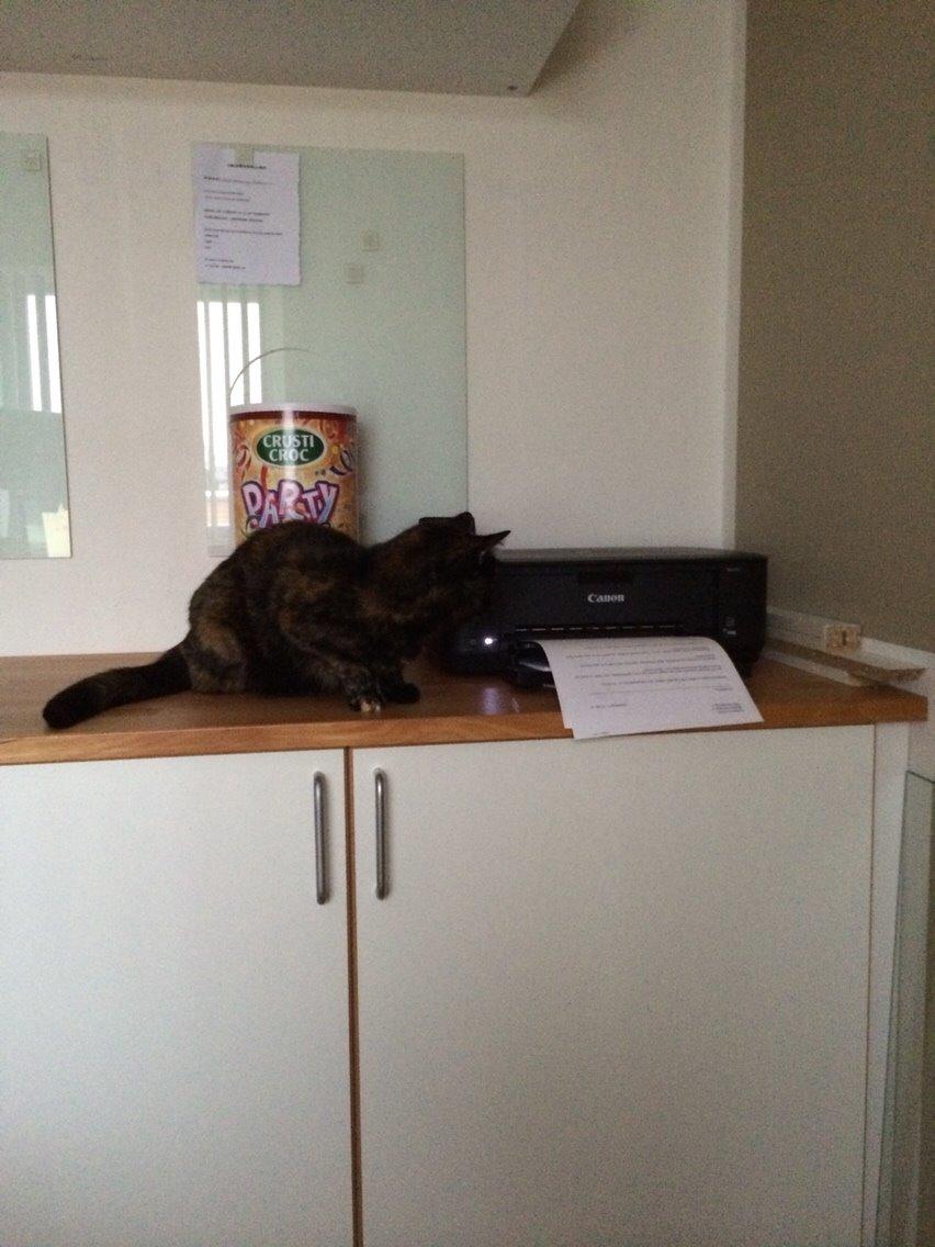 Blanding af racer Qba R.I.P billede 29