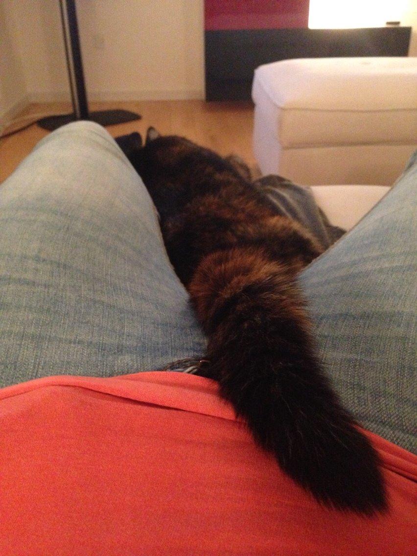 Blanding af racer Qba R.I.P billede 30