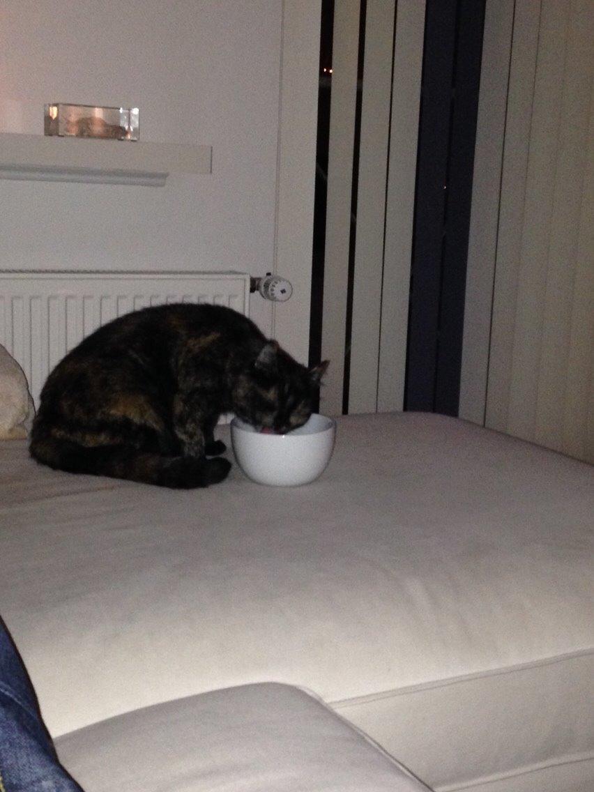 Blanding af racer Qba R.I.P billede 31