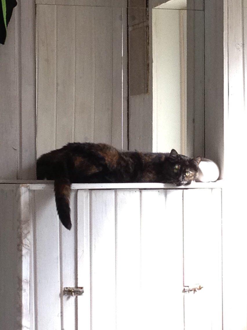 Blanding af racer Qba R.I.P billede 33