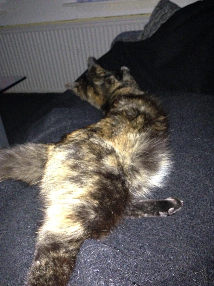 Blanding af racer Qba R.I.P billede 32