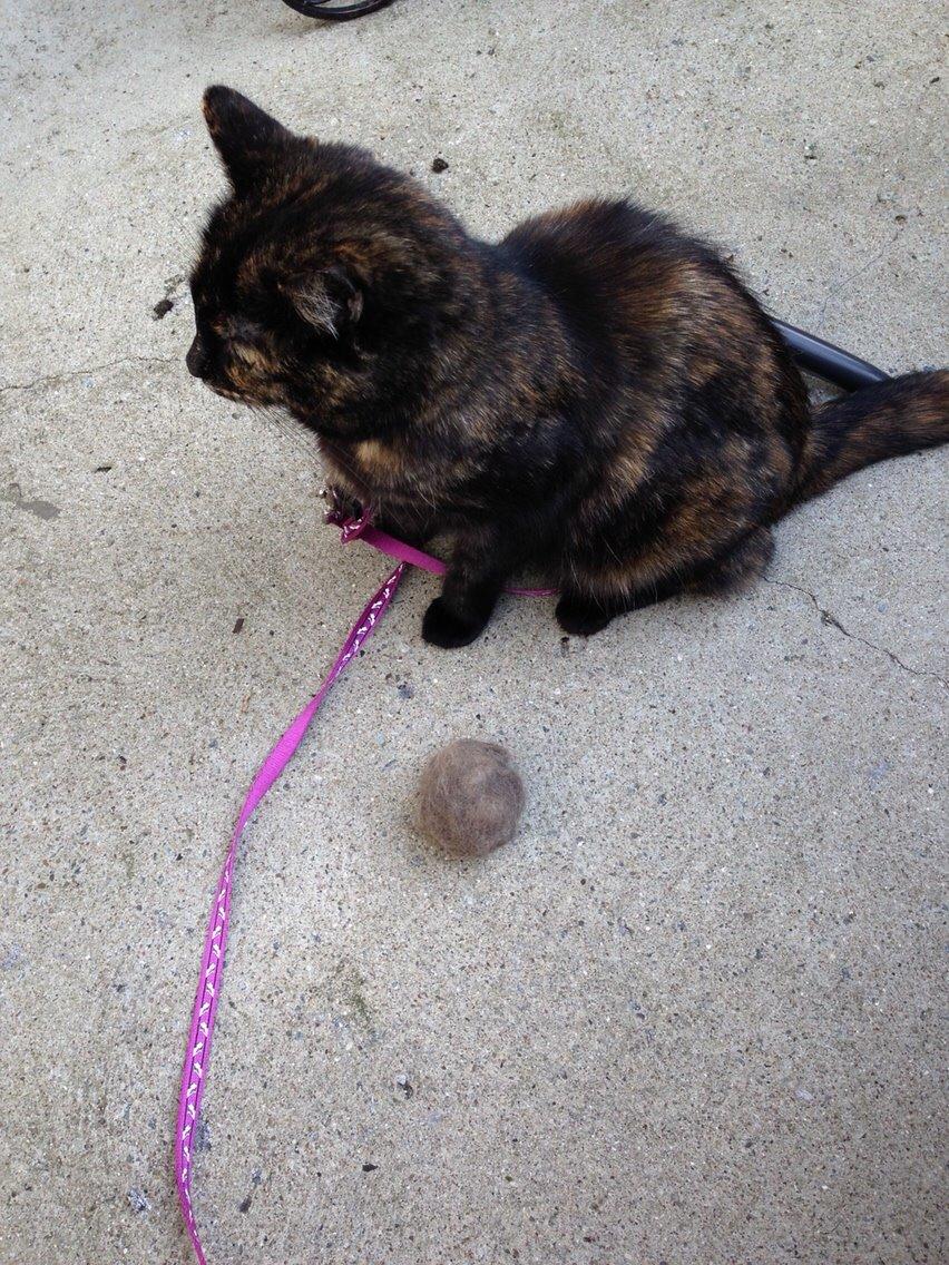 Blanding af racer Qba R.I.P billede 34