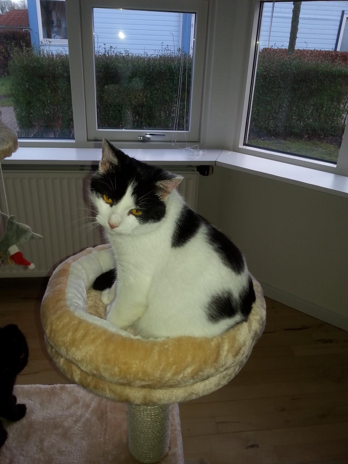 Huskat Speedy - januar 2015 billede 42